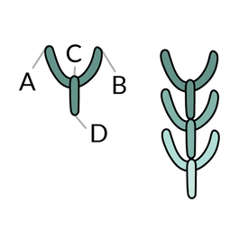 Attached Fly Stitch