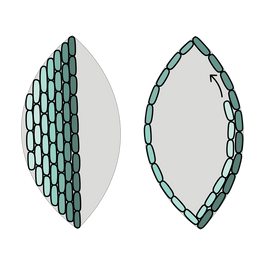 Back Stitch Fill